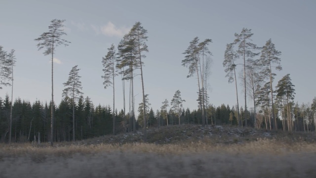 Video Reference: Tree, shortleaf black spruce, Atmospheric phenomenon, Natural environment, Spruce-fir forest, Tropical and subtropical coniferous forests, Forest, Natural landscape, lodgepole pine, Biome