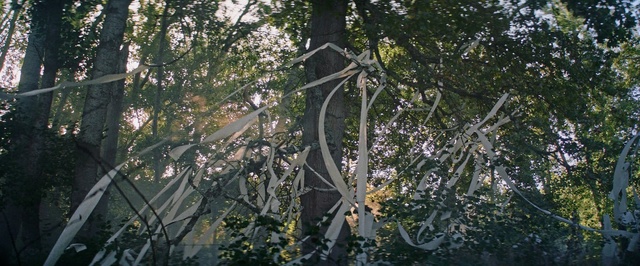 Video Reference: Tree, Plant, Branch, Woody plant, Sunlight, Forest, Wildlife, Jungle, Twig, Plant stem, Person