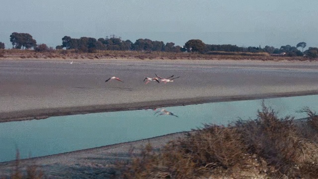 Video Reference: Water bird, Sky, Waterway, Bird, Flamingo, Wildlife, Sea, River, Bank, Estuary