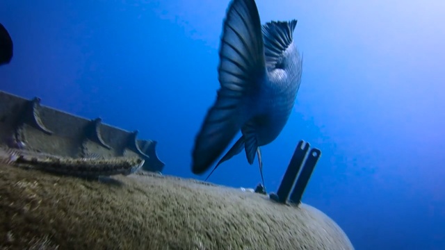 Video Reference: fin, stabilizer, device, weathercock, Person