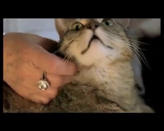 Video Reference: Cat, Mammal, Vertebrate, Small to medium-sized cats, Felidae, Whiskers, Nose, Carnivore, Close-up, Persian