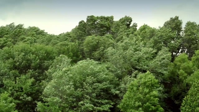 Video Reference: Vegetation, Nature, Natural landscape, Tropical and subtropical coniferous forests, Forest, Nature reserve, Jungle, Natural environment, Tree, Rainforest