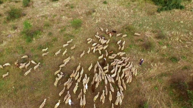 Video Reference: Grass, Plant, Tree, Grass, Adaptation, Soil, Flower