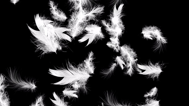 Video Reference: Feather, Fractal art, Organism, Font, Black-and-white, Photography, Fur, Monochrome, Fashion accessory, Darkness