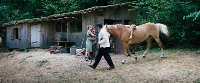 Video Reference: Horse, Mammal, Vertebrate, Horse supplies, Halter, Mane, Horse tack, Pack animal, Mare, Stallion