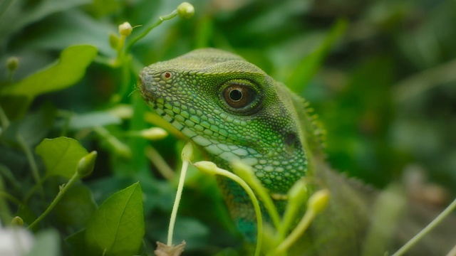 Video Reference: Reptile, Lizard, Iguana, European green lizard, Green iguana, Scaled reptile, Green, Chameleon, Iguania, Iguanidae, Animal, Small, Sitting, Bird, Grass, Branch, Little, Perched, Yellow, Red, Standing, Eating, Blue, Snake, Frog, Amphibian, Plant, Anole, Common chameleon, Crocodile