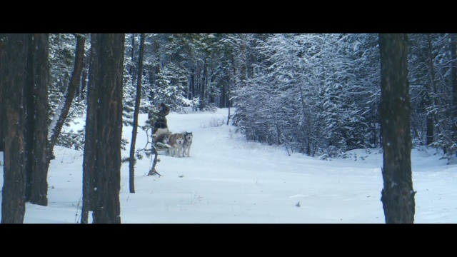 Video Reference: Snow, Winter, Nature, Tree, Freezing, Forest, Woodland, Biome, Sky, Plant, Person