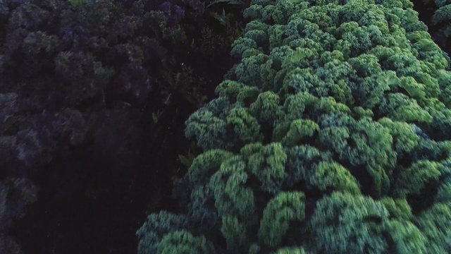 Video Reference: vegetation, ecosystem, tree, forest, rainforest, biome, tropical and subtropical coniferous forests, old growth forest, temperate coniferous forest, plant