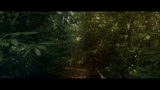 Video Reference: Vegetation, Nature, Forest, Jungle, Natural environment, Rainforest, Tree, Green, Nature reserve, Tropical and subtropical coniferous forests
