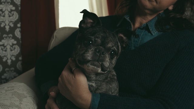 Video Reference: Mammal, Vertebrate, Dog, Canidae, Dog breed, Carnivore, Snout, Staffordshire bull terrier, Non-Sporting Group, American pit bull terrier