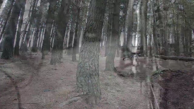 Video Reference: woodland, forest, tree, ecosystem, path, spruce fir forest, old growth forest, temperate coniferous forest, swamp, grove