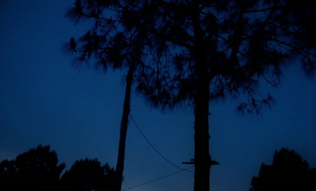 Video Reference: Sky, Blue, Tree, Night, Darkness, Atmosphere, Woody plant, Cloud, Dusk, Evening