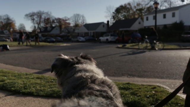 Video Reference: dog breed group, sky, dog, tree, dog like mammal, car, dog breed, grass