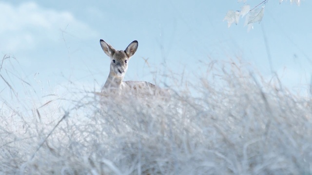 Video Reference: Wildlife, Nature, Deer, Atmospheric phenomenon, Sky, White-tailed deer, Roe deer, Fawn, Winter, Grass