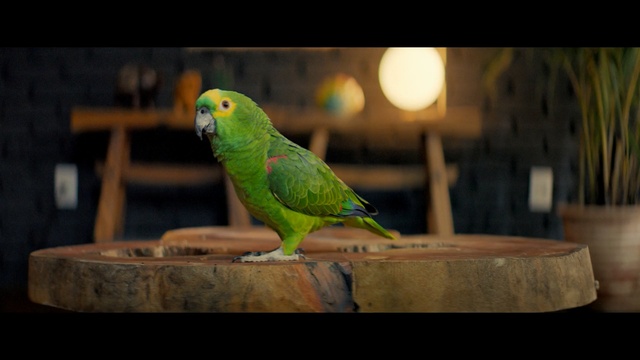 Video Reference: Bird, Vertebrate, Parakeet, Budgie, Parrot, Beak, Green, Adaptation, Eye, Lovebird