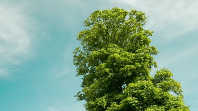 Video Reference: tree, sky, nature, vegetation, cloud, woody plant, leaf, daytime, branch, biome