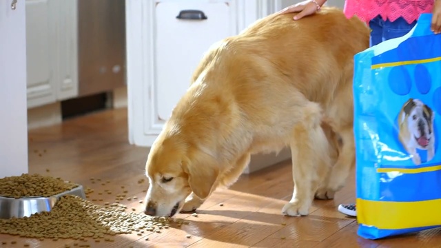 Video Reference: dog, dog like mammal, mammal, dog breed, snout, golden retriever, dog breed group, retriever, companion dog, carnivoran