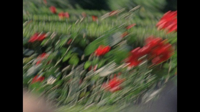 Video Reference: flower, red, plant, flowering plant, flora, leaf, tulip, petal, wildflower, plant stem