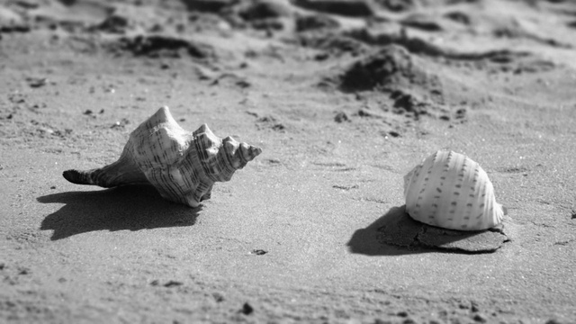 Video Reference: Conch, Sand, Cockle, Black-and-white, Conch, Monochrome photography, Shell, Organism, Sea snail, Clam