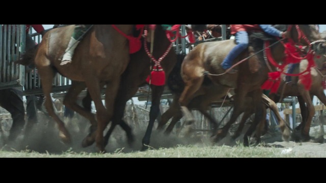 Video Reference: horse, horse harness, jockey, horse like mammal, mare, pack animal, animal sports, rodeo, traditional sport, mustang horse