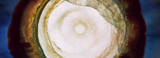 Video Reference: Plant, Circle, Photography, Petal