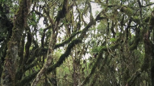 Video Reference: Tree, Nature, Vegetation, Natural environment, Forest, Branch, Plant, Nature reserve, Woody plant, Valdivian temperate rain forest