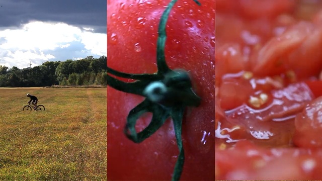 Video Reference: Red, Organism, Plant, Pest, Tomato, Macro photography