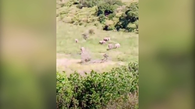 Video Reference: Nature, Wildlife, Vegetation, Grassland, Grass, Prairie, Meadow, Nature reserve, Pasture, Plant community