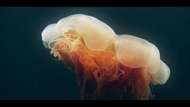 Video Reference: Jellyfish, Cnidaria, Organism, Marine invertebrates, Invertebrate, Bioluminescence, Marine biology