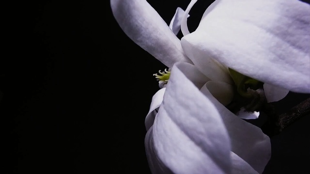 Video Reference: Flowering plant, White, Petal, Flower, Plant, Black-and-white, Macro photography, Monochrome photography, Botany, Close-up