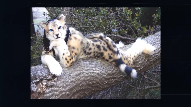 Video Reference: wildlife, fauna, mammal, cheetah, cat like mammal, terrestrial animal, snow leopard, leopard, small to medium sized cats, jaguar, Person