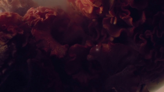 Video Reference: Red, Sky, Brown, Pink, Maroon, Cloud, Atmosphere, Organism, Darkness, Photography