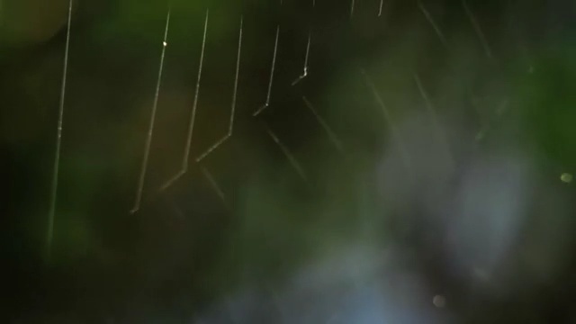 Video Reference: Green, Nature, Water, Spider web, Natural environment, Sky, Atmospheric phenomenon, Grass, Atmosphere, Macro photography