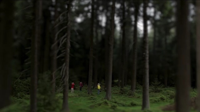 Video Reference: lost, kids, kid, people, forest, woodland, tree, nature, ecosystem, wilderness, vegetation, old growth forest, spruce fir forest, woody plant