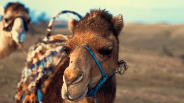 Video Reference: Camel, Mammal, Vertebrate, Camelid, Arabian camel, Terrestrial animal, Snout, Adaptation, Livestock, Organism