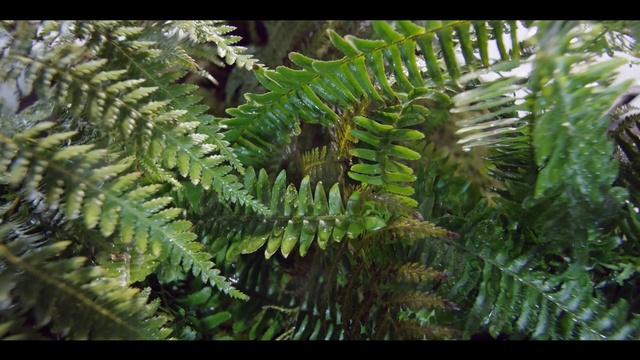 Video Reference: vegetation, ferns and horsetails, plant, fern, ecosystem, ostrich fern, terrestrial plant, leaf, vascular plant, fiddlehead fern