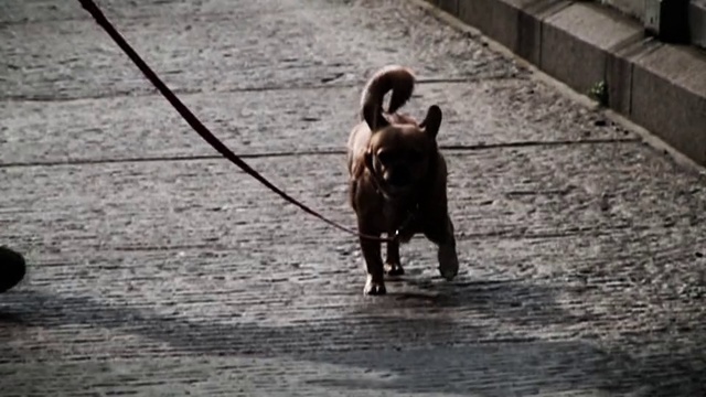 Video Reference: Dog, Canidae, Dog breed, French bulldog, Leash, Snout, Carnivore, Sporting Group, Non-Sporting Group, Photography