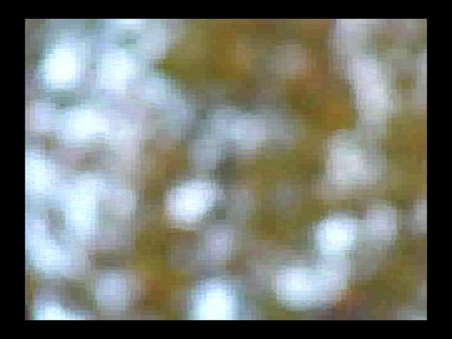 Video Reference: Nature, Organism, Plant