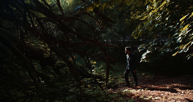 Video Reference: People in nature, Nature, Tree, Forest, Natural environment, Woodland, Jungle, Old-growth forest, Vegetation, Wilderness