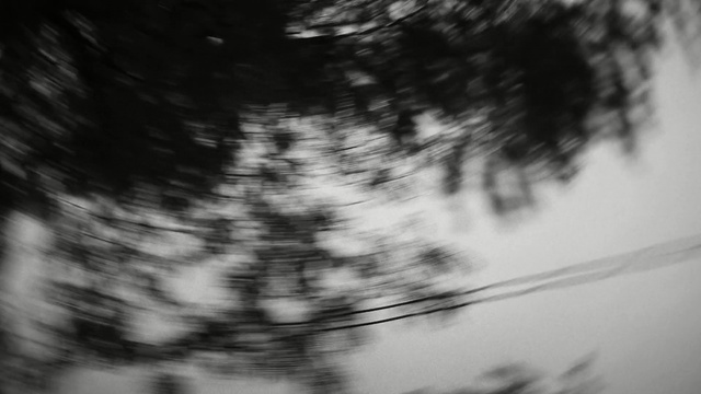 Video Reference: black, tree, black and white, woody plant, monochrome photography, sky, photography, light, monochrome, atmosphere