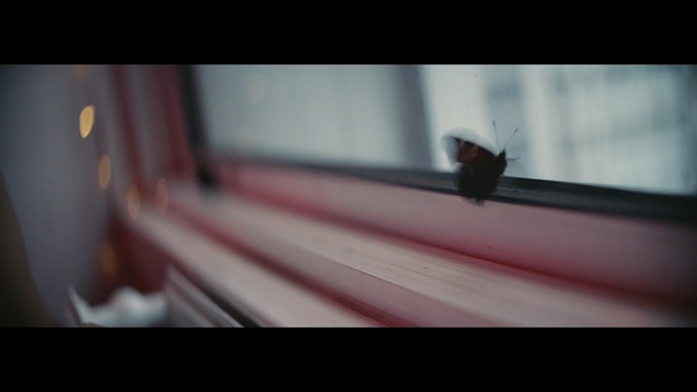 Video Reference: red, light, photography, darkness, sky, wood, sunlight, screenshot, angle