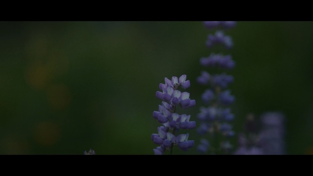 Video Reference: flower, lavender, plant, purple, flora, macro photography, atmosphere, english lavender, close up, darkness