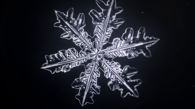 Video Reference: Snowflake, Leaf, Font, Plant, Branch, Illustration, Frost, Black-and-white, Graphic design