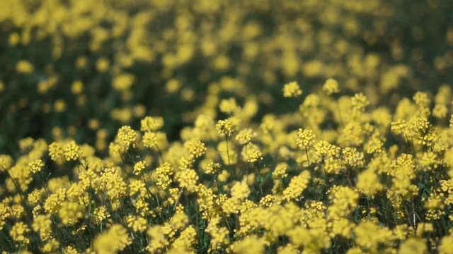 Video Reference: Flower, Plant, Grass, Groundcover, Flowering plant, Forb, Subshrub, Natural landscape, Herbaceous plant, Grassland