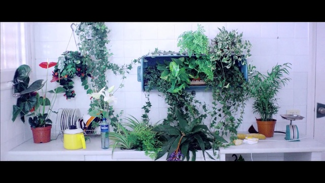 Video Reference: plant, flora, flower, flowerpot, floristry, houseplant, herb, flower arranging, floral design, window, Person