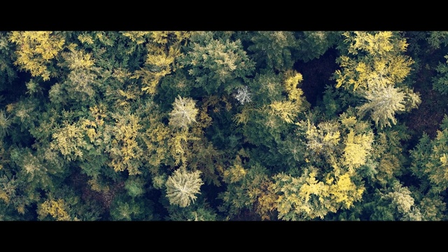 Video Reference: Nature, Green, Vegetation, Sky, Fractal art, Pattern, Leaf, Yellow, Tree, Organism