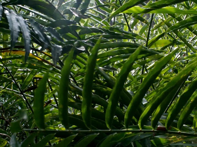 Video Reference: Plant, Vegetation, Terrestrial plant, Flower, Leaf, Botany, Flowering plant, Tree, Evergreen, Jungle