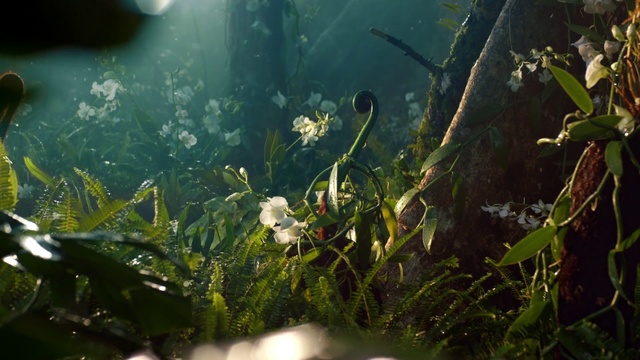 Video Reference: Nature, Vegetation, Light, Plant, Water, Sunlight, Botany, Aquatic plant, Organism, Terrestrial plant