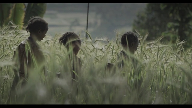 Video Reference: ecosystem, grass, grass family, screenshot, plant, prairie, field, sunlight, ecoregion, crop