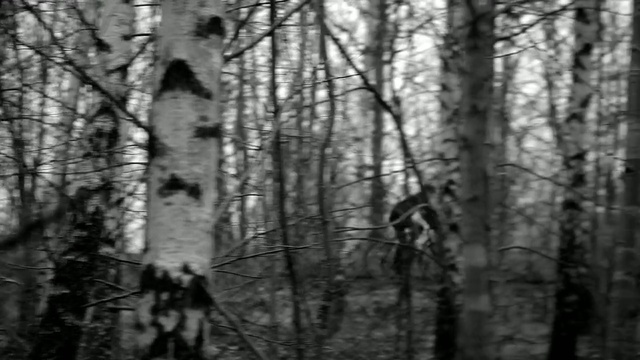Video Reference: tree, black and white, monochrome photography, forest, woodland, woody plant, ecosystem, birch, trunk, branch